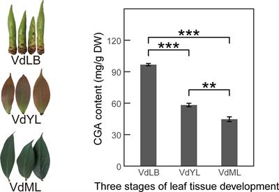 Revealing the dynamic changes of metabolites and molecular mechanisms of chlorogenic acid accumulation during the leaf development of Vaccinium dunalianum based on multi-omic analyses